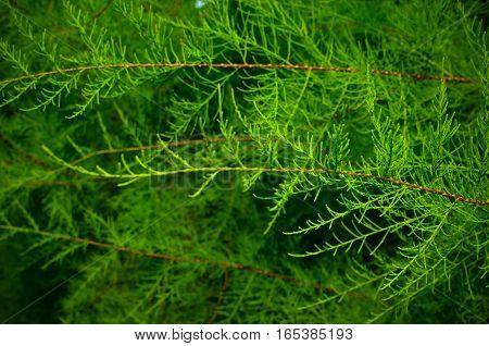 Tamarix Branches On A Green Background