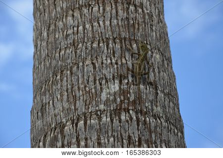 Lizard on a Palm Tree Tropical Blue Sky