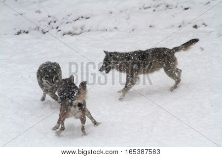 The Wolves In The Protected Area Of Civitella Alfedena