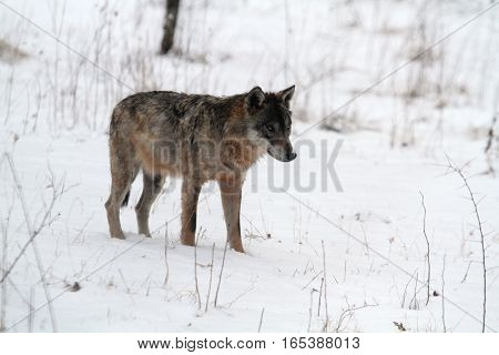 A Wolf In The Protected Area Of Civitella Alfedena