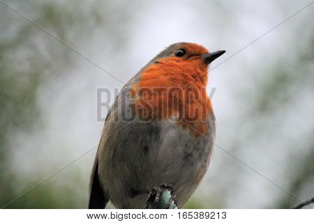 robin red-breast bird close up from below