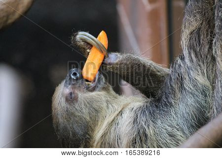 Sloth Long Clawed Eating (choloepus Hoffmanni)