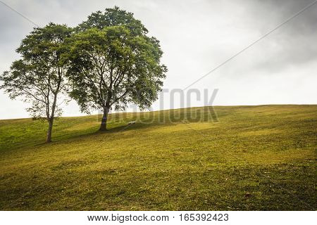 Couple trees on the green field and on a hill at Doi Samer Dao Thailand.
