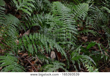 Fern Foast Green Plants Branch White Earth Soil