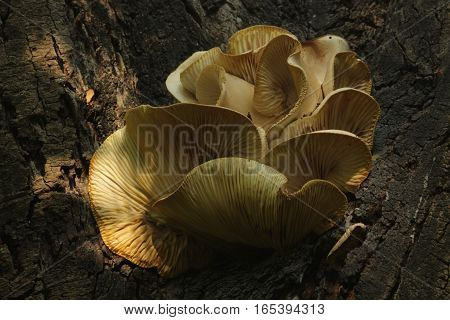 blooming mushroom trunk of  the tree in the evening