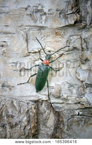 Brightly colored Longhorn beetle Leptura (Macroleptura thoracica) on bark of birch