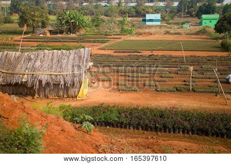 Idian Farm, Growing Flowers In The Open Ground (beds With Young Plants)