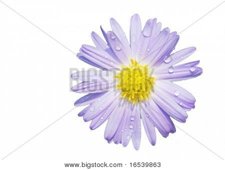 De daisy met een witte achtergrond