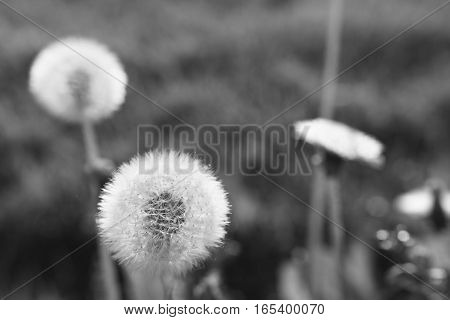 fluffy dandelions in atmospheric evening light in black and white