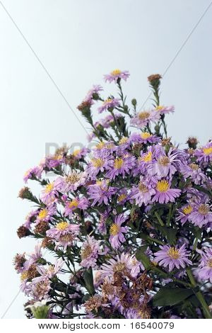 De daisy met een witte achtergrond