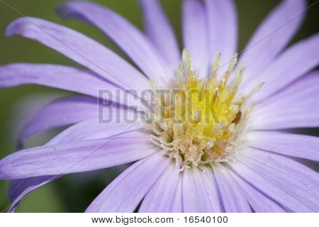 De daisy met een witte achtergrond