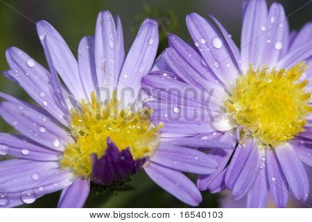 De daisy met een witte achtergrond