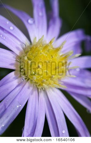 De daisy met een witte achtergrond