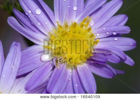 De daisy met een witte achtergrond