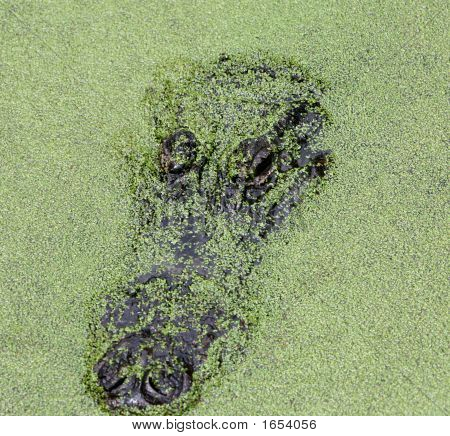 Gator