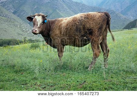Cattle-breeding. Young cow (calf) on mountain meadows of Altai