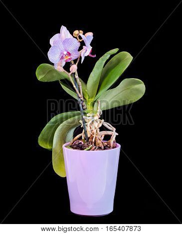 Colored Branch Orchid Flowers With Buds, Orchidaceae, Phalaenopsis