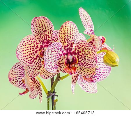 Colored Branch Orchid Flowers With Buds, Orchidaceae, Phalaenopsis