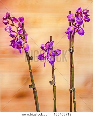 Colored Branch Orchid Flowers With Buds, Orchidaceae, Phalaenopsis