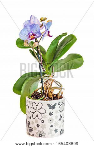 Colored Branch Orchid Flowers With Buds, Orchidaceae, Phalaenopsis