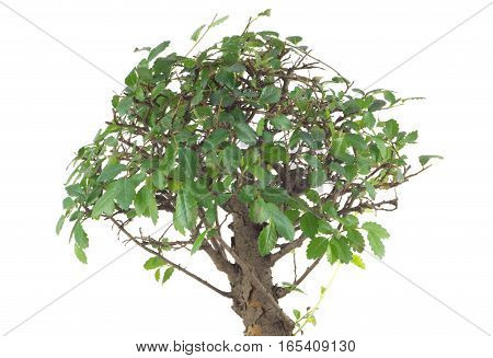 Small Japanese tree bonsai with many green leaves on branches isolated over white closeup