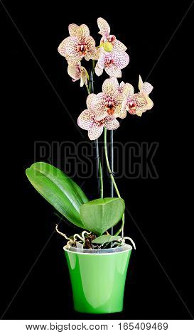 Colored Branch Orchid Flowers With Buds, Orchidaceae, Phalaenopsis