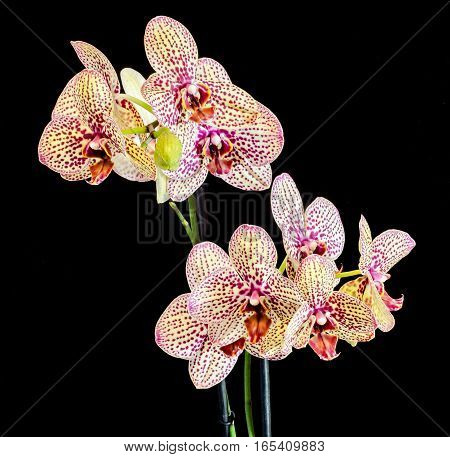 Colored Branch Orchid Flowers With Buds, Orchidaceae, Phalaenopsis