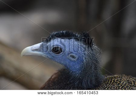 A close up of an Argus bird