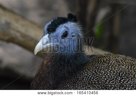 A close up of an Argus bird