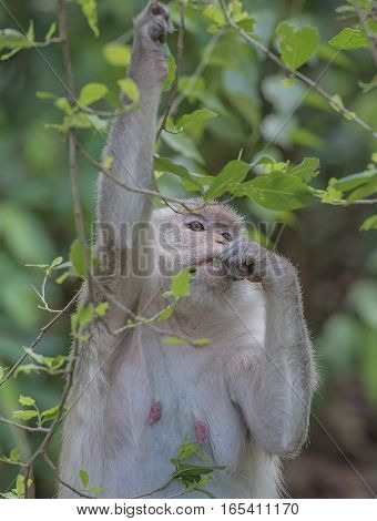 common  monkeys (Saimiri sciureus) playing on a tree branch.