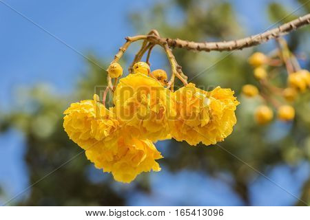 Cochlospermum Regium Flower