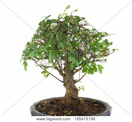Small Japanese tree bonsai with many green leaves on branches in a pot isolated over white closeup