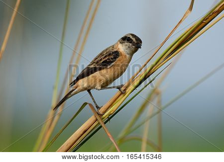 beautiful female Eastern Stonechat (Saxicola stejnegeri) standing on ground