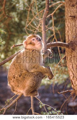 Wildlife shot of a barbary macaque monkey sitting in a tree looking towards the sky in the National Park of Ifrane, Morocco.