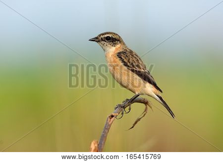 beautiful female Eastern Stonechat (Saxicola stejnegeri) standing on ground
