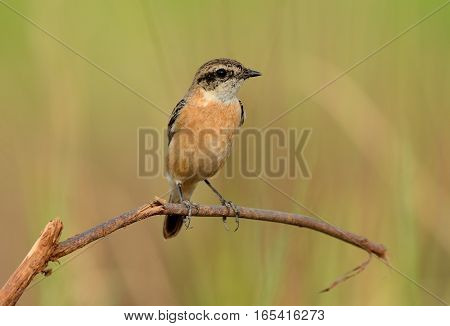 beautiful female Eastern Stonechat (Saxicola stejnegeri) standing on ground