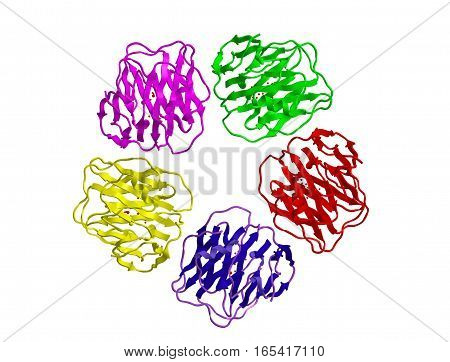 Molecular structure of Serum amyloid P component 3D rendering