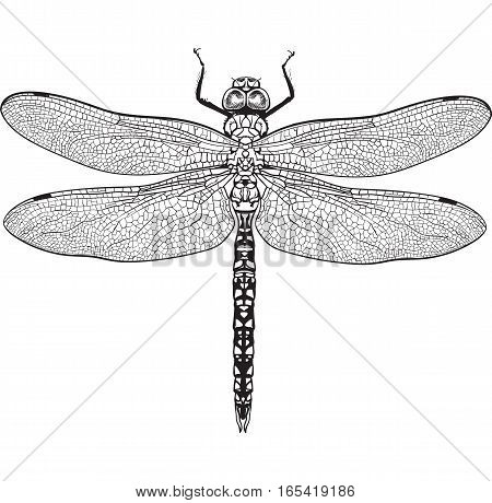 Top view of blue dragonfly with transparent wings, sketch illustration isolated on white background. black and white Realistic hand drawing of dragonfly insect on white background