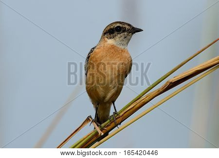 beautiful female Eastern Stonechat (Saxicola stejnegeri) standing on ground