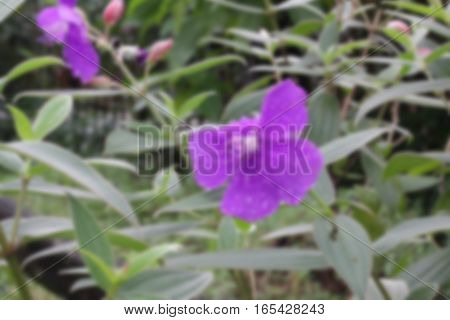 Malabar Melastome Blurred purple flower with dew background,Blurred green background,Blurred nature background