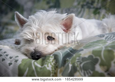 West highland terrier resting on a bed. Sad face.