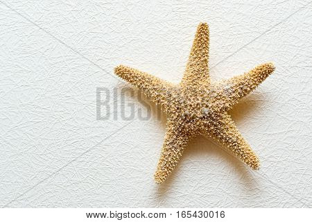 Starfish on white textured wallcovering. Dried five-pointed sea star - backdrop for aquarium and interior. Exotic inhabitant of sea and ocean