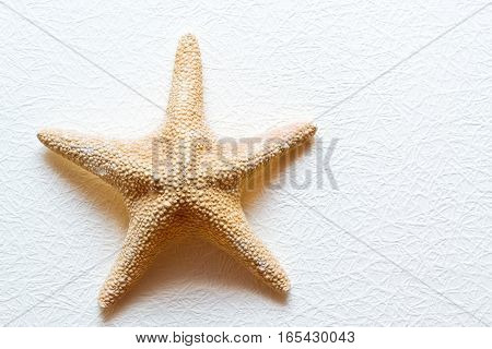 Starfish on white textured wallcovering. Dried five-pointed sea star - backdrop for aquarium and interior. Exotic inhabitant of sea and ocean