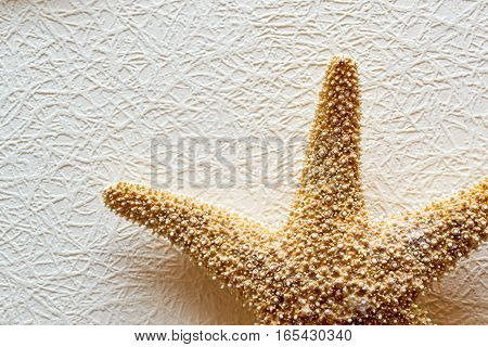 Starfish on white textured wallcovering. Dried five-pointed sea star - backdrop for aquarium and interior. Exotic inhabitant of sea and ocean