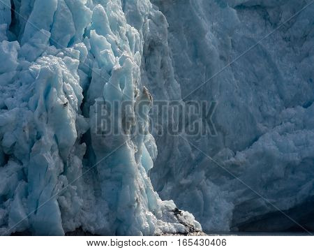 Factured blocks of ice make up the vertical face of a tidewater glacer.