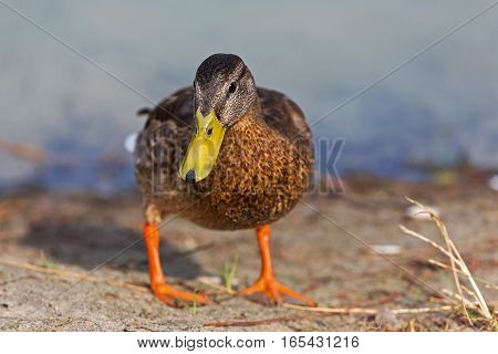 Beautiful mallard duck standing on sand and posing