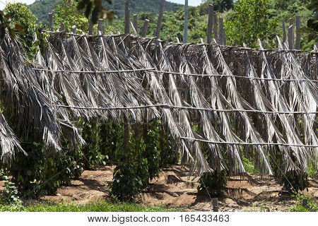 Pepper plantation in Kampot south of Cambodia
