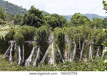 Pepper plantation in Kampot south of Cambodia