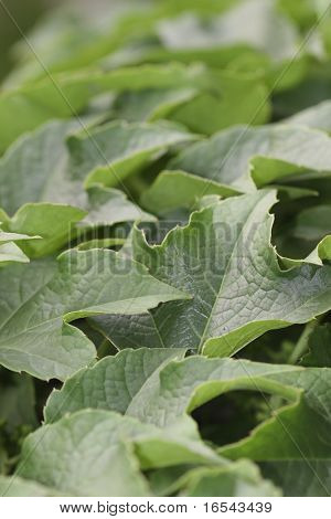 Virginia liána Parthenocissus tricuspidata Veitchii