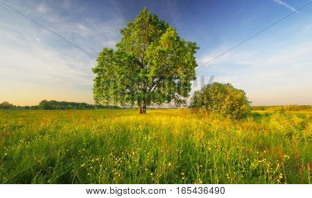 One green tree in meadow. Blue sky over blossom meadow. Warm spring morning landscape. Yellow flowers in green grass in morning sunlight.